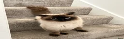 Ragdoll cats for stud: RAGDOLL STUD - Advert 3