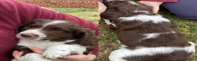 English Springer Spaniel 3