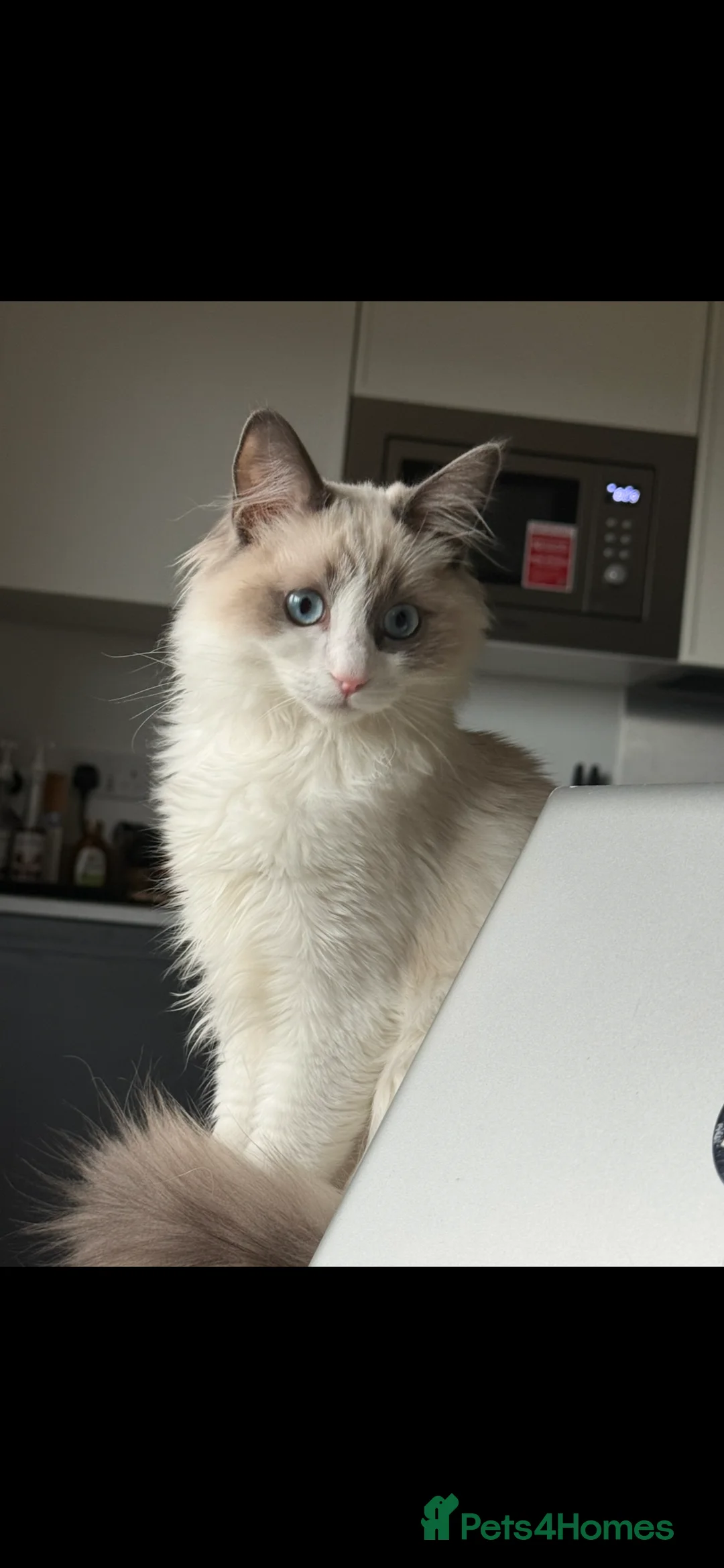 Ragdoll cats for sale: Ragdoll - Advert 3