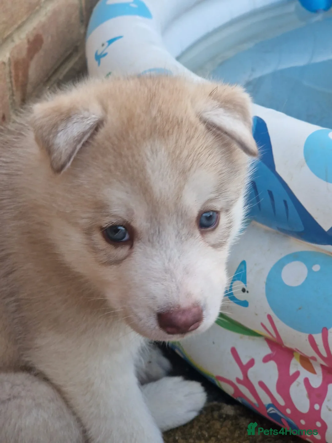Siberian Husky dogs for sale: Male husky puppy for sale - Advert 2