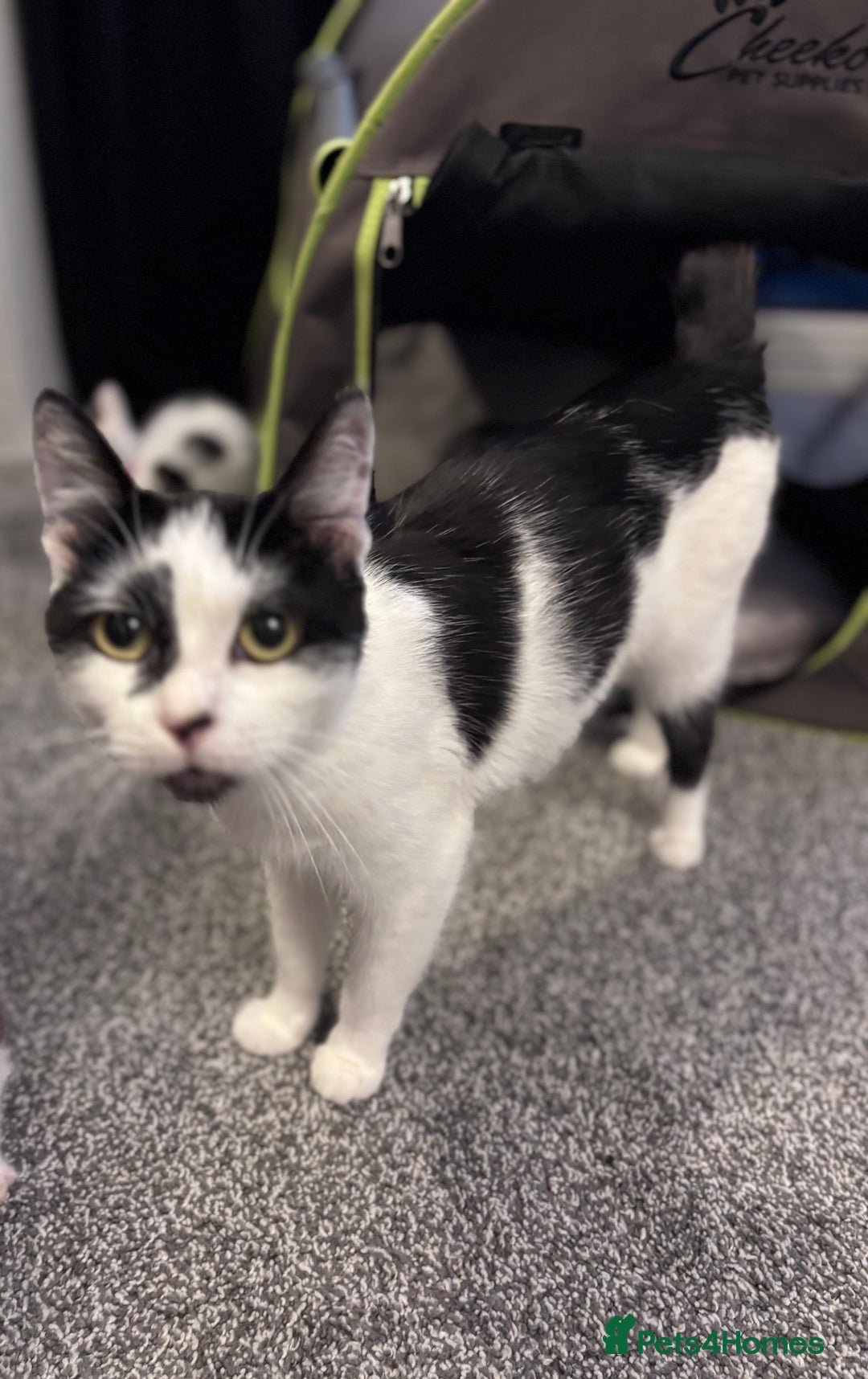 Mixed Breed cats for sale: Kittens Tabby & White with Tabby - Image 3