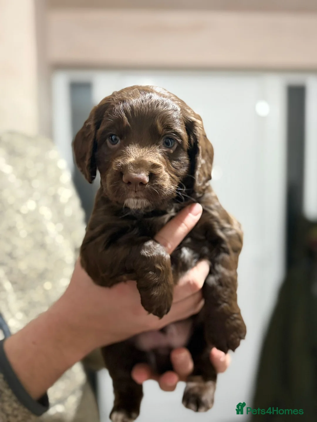 Cocker Spaniel dogs for sale: KC registered working cocker spaniel puppies - Advert 3