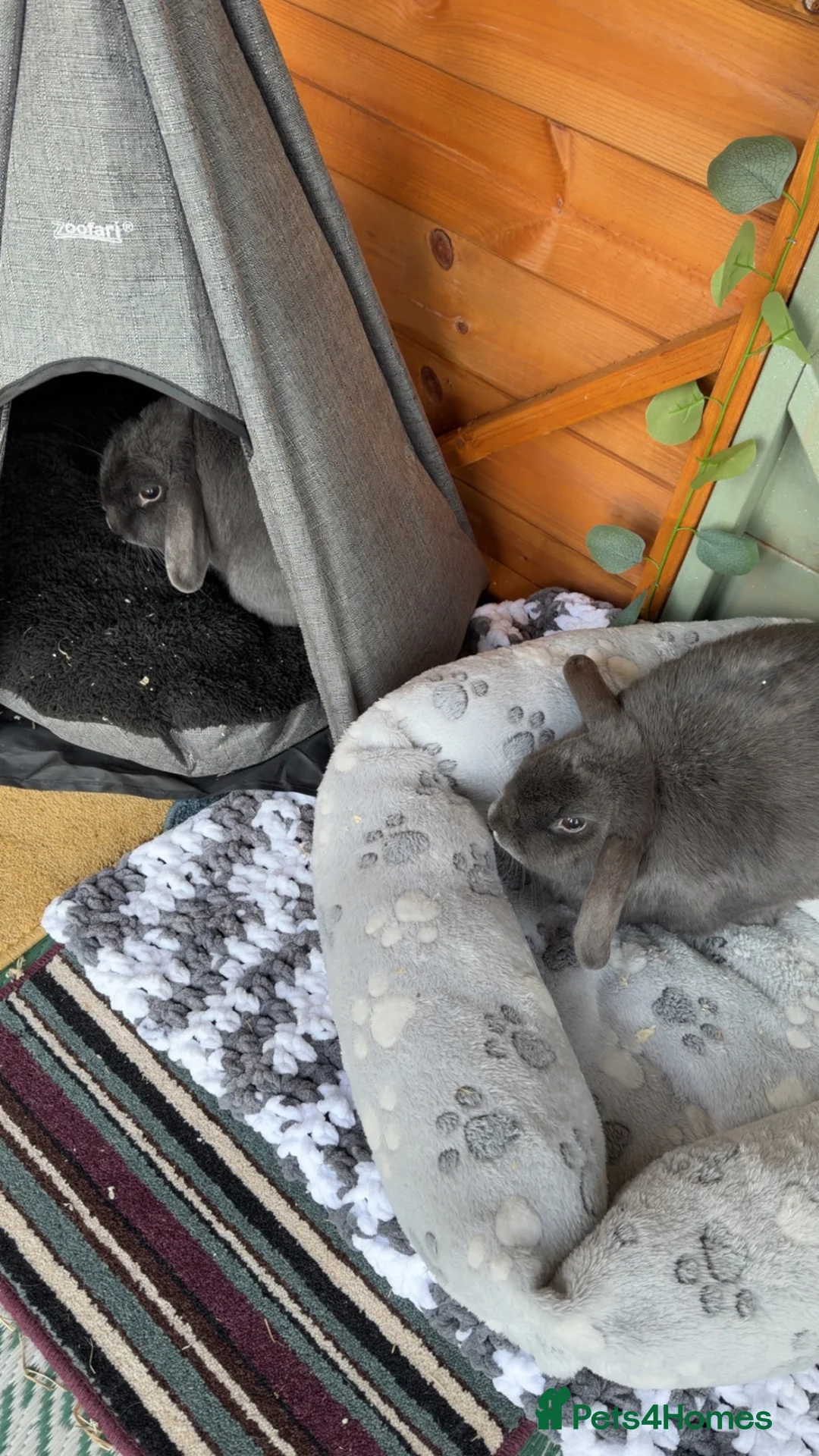 English Lop rabbits for sale: Bonded sisters for rehome in Launceston - Advert 3