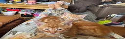 Mixed Breed cats for sale: Beautiful Family-Raised Kittens in Oswestry - Advert 12