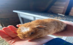 Guinea Pig rodents for sale: Gorgeous Well Handles Sisters  - Advert 5