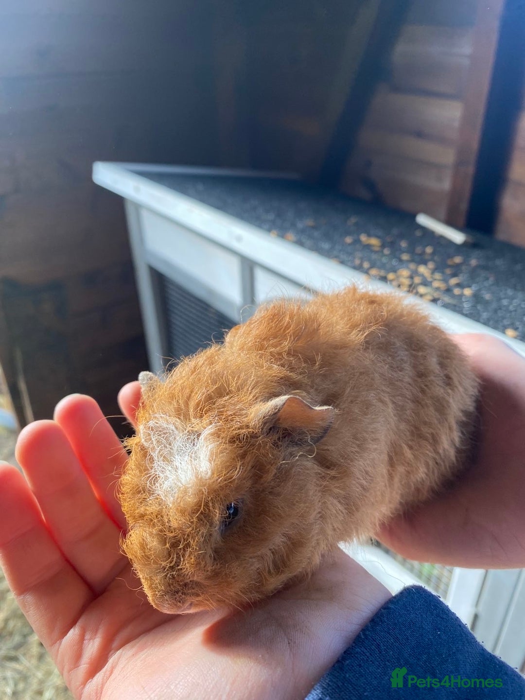 Guinea Pig rodents for sale: Gorgeous Well Handles Sisters  - Advert 5