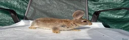Mixed Breed rabbits for sale: Continental giant X - Advert 5