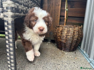 Bearded Collie dogs Bearded collie mix puppy’s - Advert 2