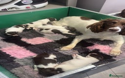 English Springer Spaniel dogs for sale: Kc springer puppies  - Image 6