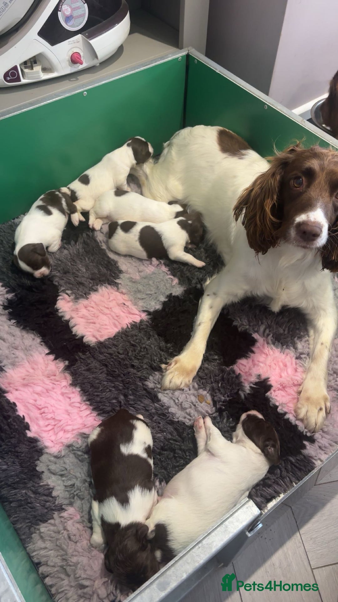 English Springer Spaniel dogs for sale: Kc springer puppies  - Image 6