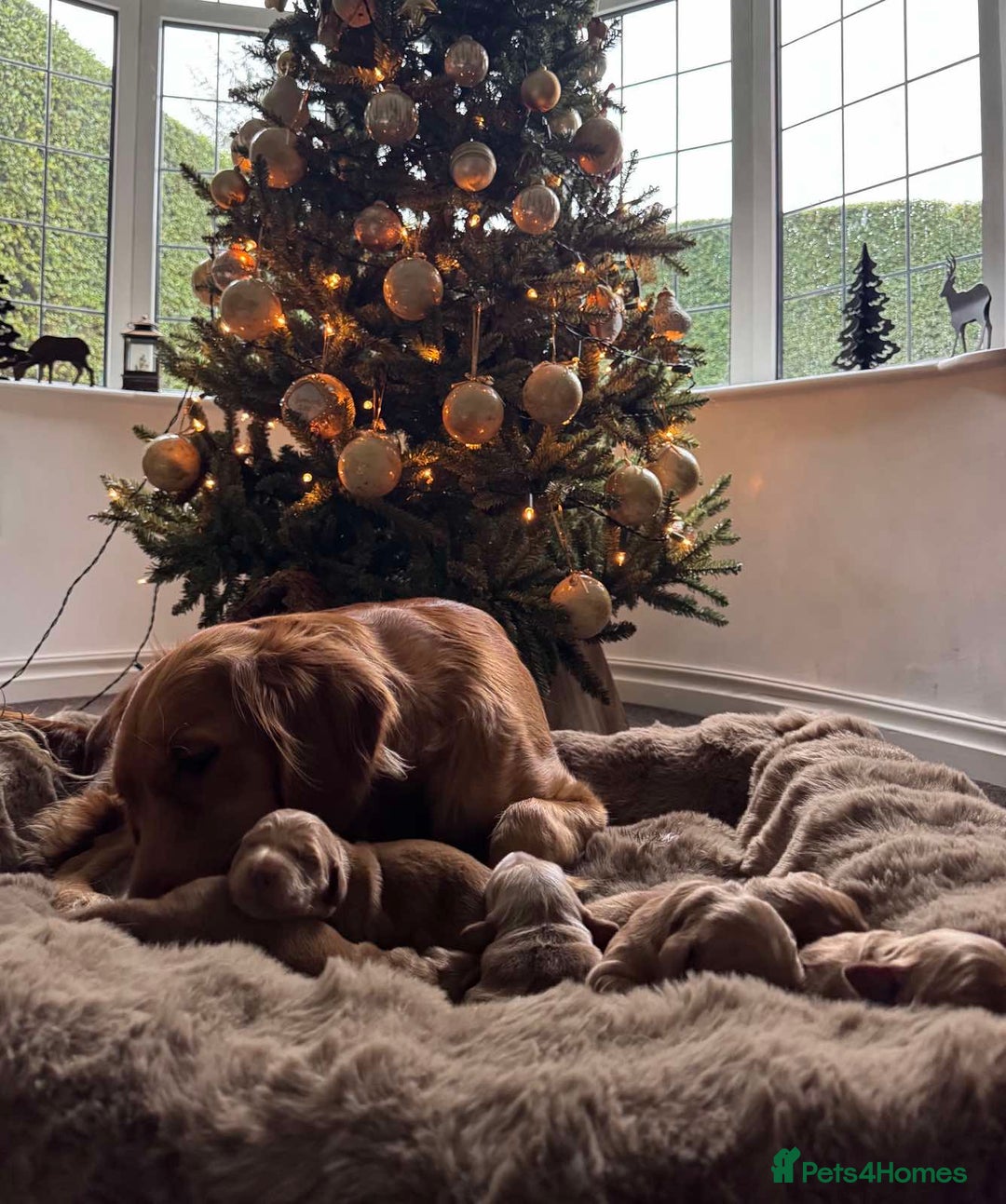 Golden Retriever dogs for sale: Golden retriever puppies  - Advert 9