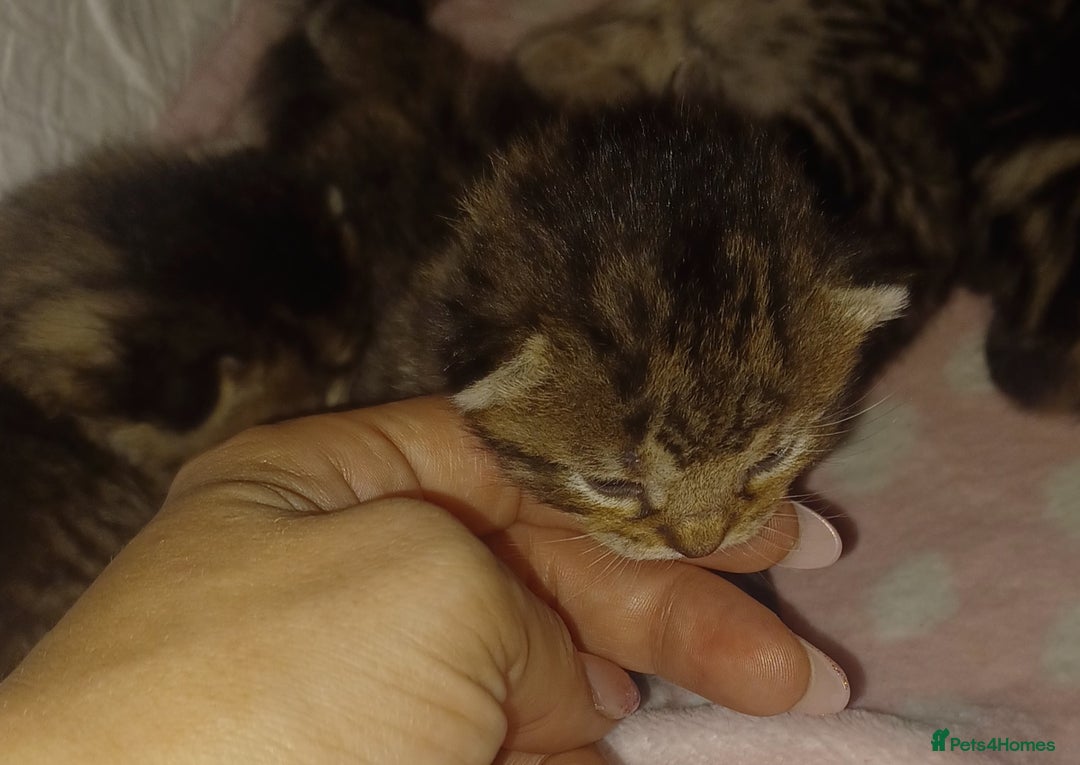 Bengal cats for sale: Gorgeous litter of half bengal babies - Advert 5