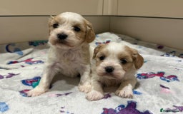 Cavalier King Charles Spaniel dogs for sale: Beautiful Cavalier Cross Maltese Puppies  - Advert 5