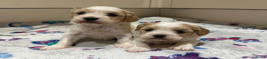 Cavalier King Charles Spaniel Puppy 1