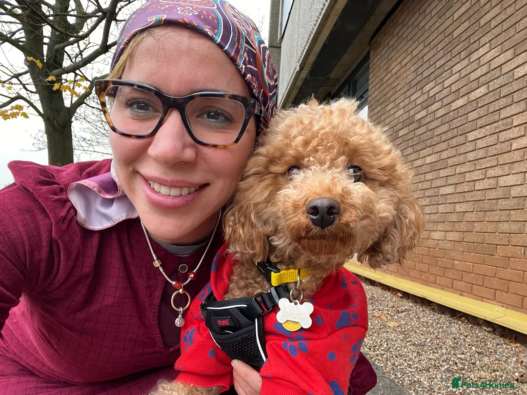 Toy Poodle dogs for stud: Simba as a Stud (born 28th March 2022) - Advert 6