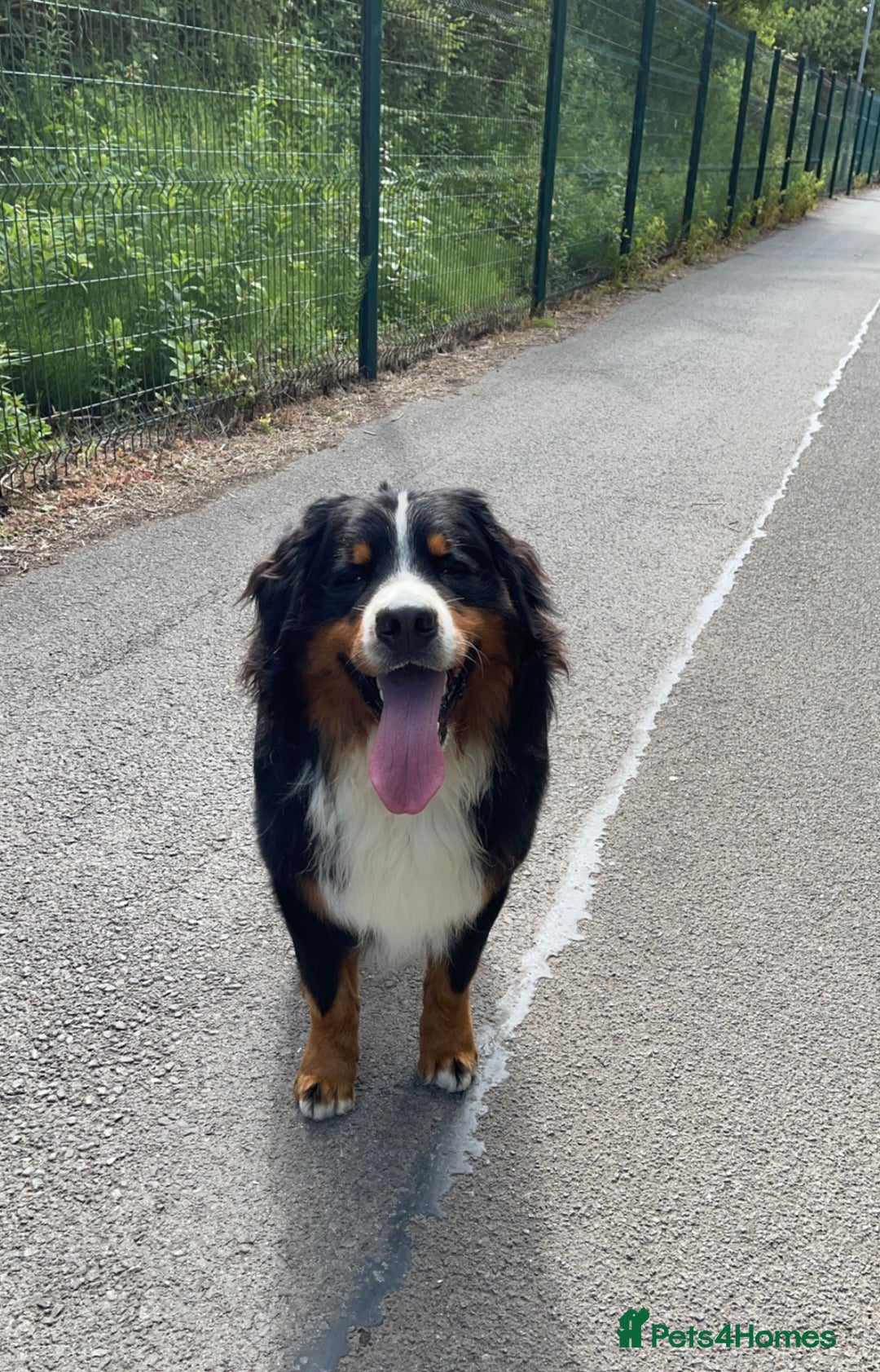 Bernese Mountain Dog dogs for stud: 🔥 CRUZ💥 TOP QUALITY BERNESE MOUNTAIN DOG STUD in Whitehaven - Image 15