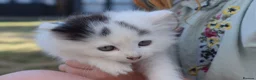 Mixed Breed cats for sale: 3 FLUFFIEST black & white kittens! 2 female 1 male - Advert 6