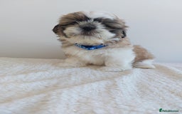 Shih Tzu dogs for sale: Beautiful Shih tzu puppies 🫶🏼 - Image 24