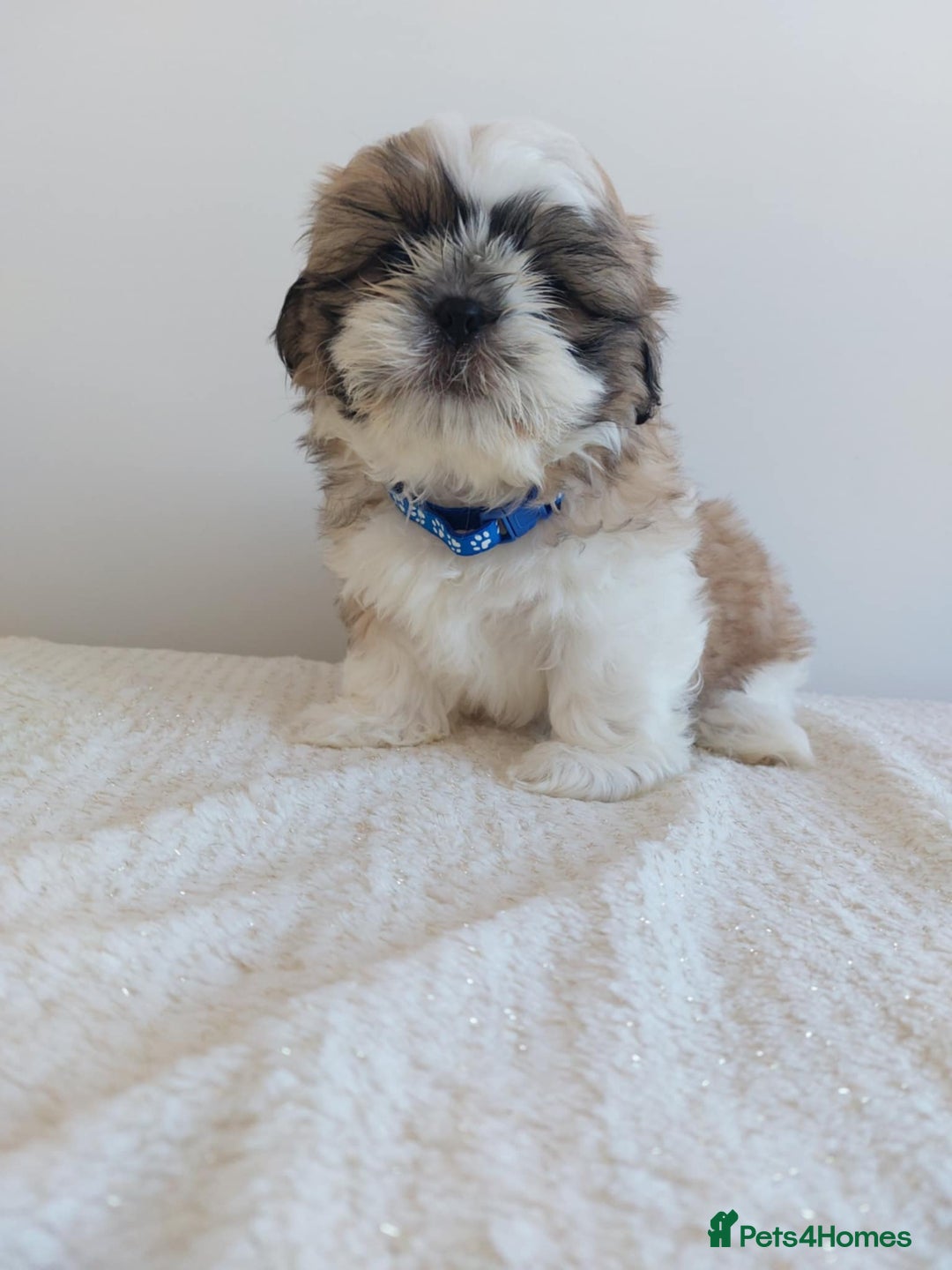 Shih Tzu dogs for sale: Beautiful Shih tzu puppies 🫶🏼 - Image 24