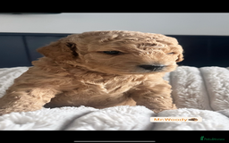 Mini Goldendoodle dogs for sale: Absolutely stunning Mini Goldendoodle puppies 🐾 - Image 3