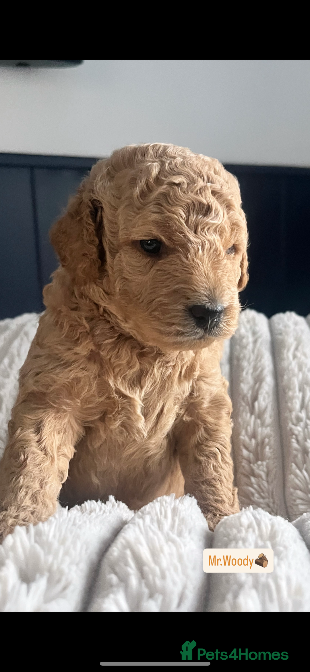Mini Goldendoodle dogs for sale: Absolutely stunning Mini Goldendoodle puppies 🐾 - Image 3
