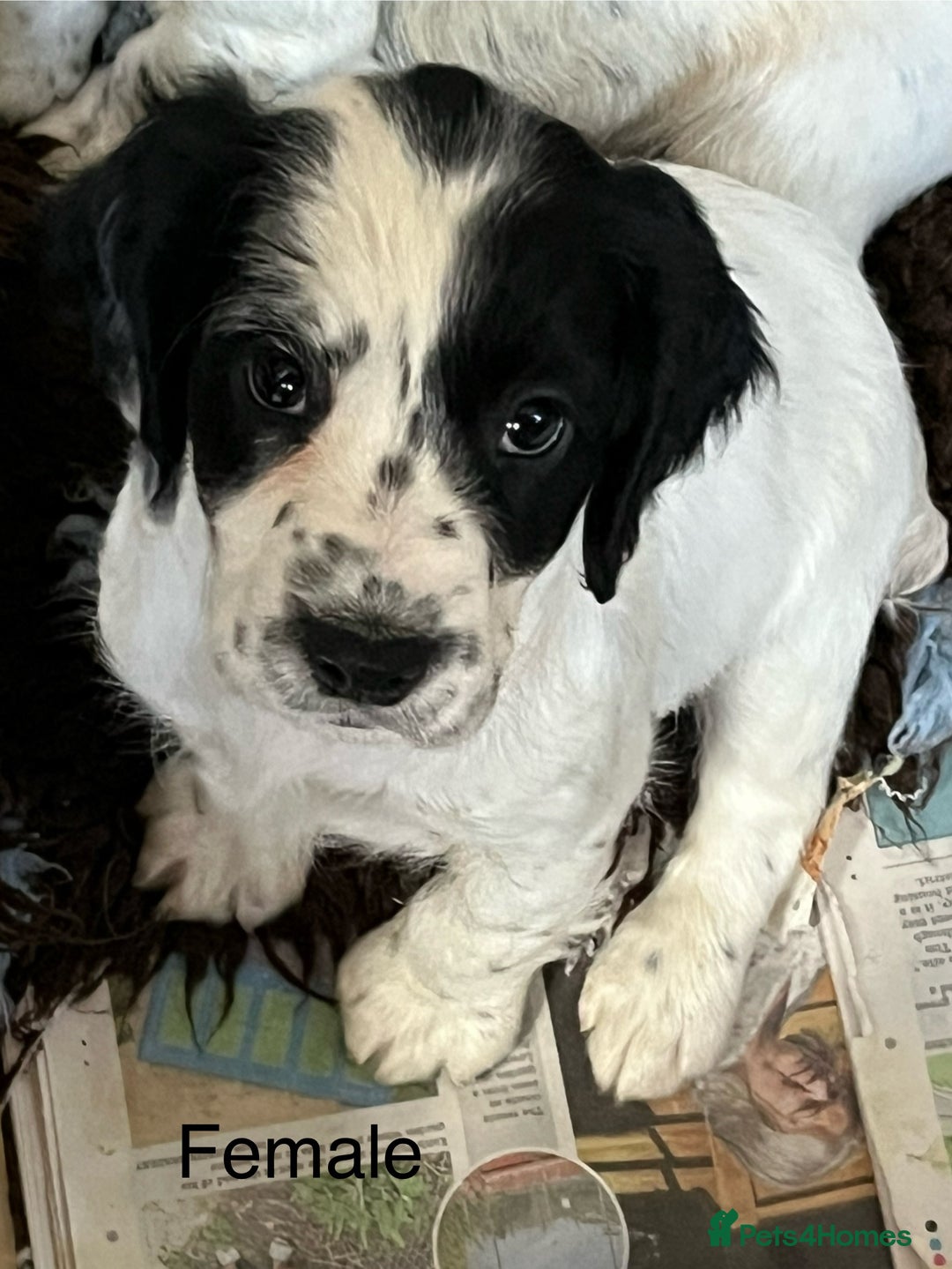 Cocker Spaniel dogs for sale: Working cocker spaniel  in Dereham - Image 2