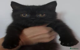 British Shorthair cats for sale:  Ready now. British shorthair kittens  - Image 22