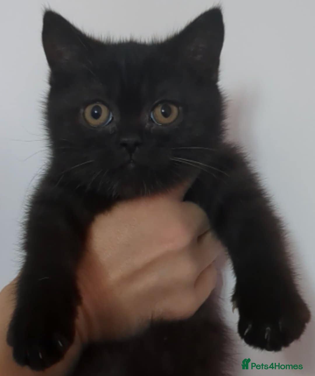 British Shorthair cats for sale:  Ready now. British shorthair kittens  - Image 22
