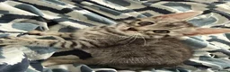 Bengal cats for sale: 🐾 Beautiful Bengal x Maine Coon Kittens 🐾 - Advert 17