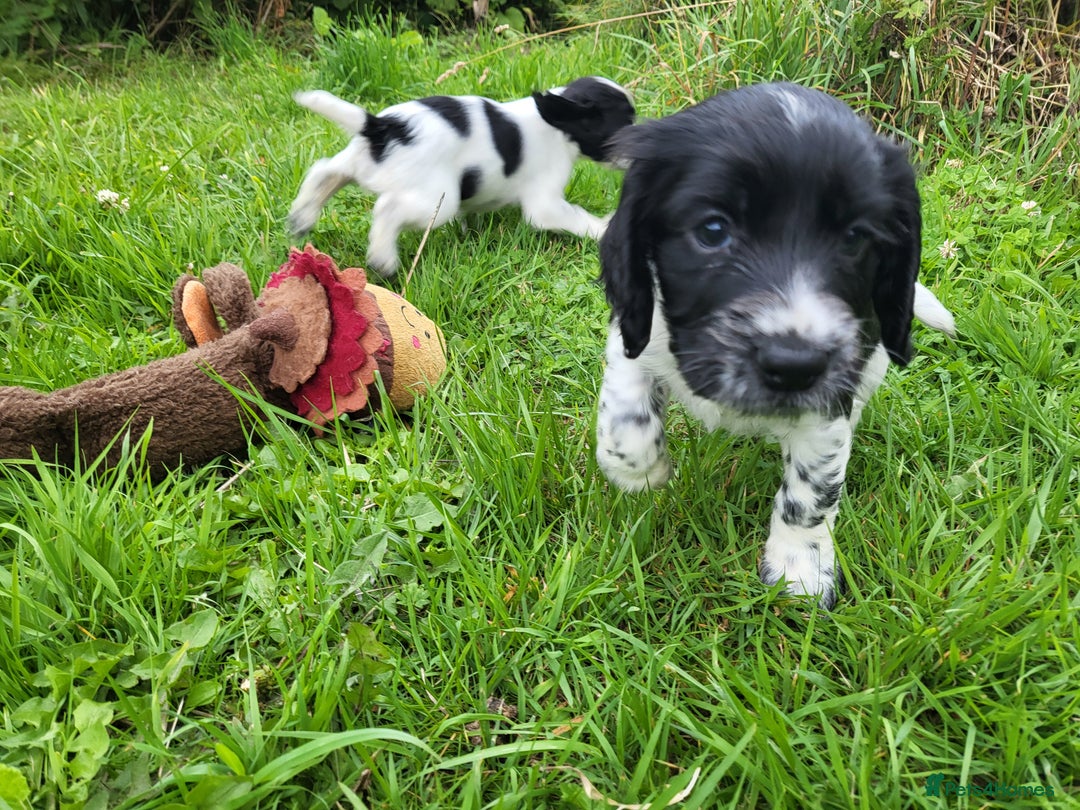 Cocker Spaniel dogs for sale: Working cocker spaniel puppies 2 black boys left.  - Image 17