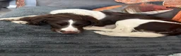 English Springer Spaniel dogs for sale: 18month old Springer Spaniel Male - Advert 2