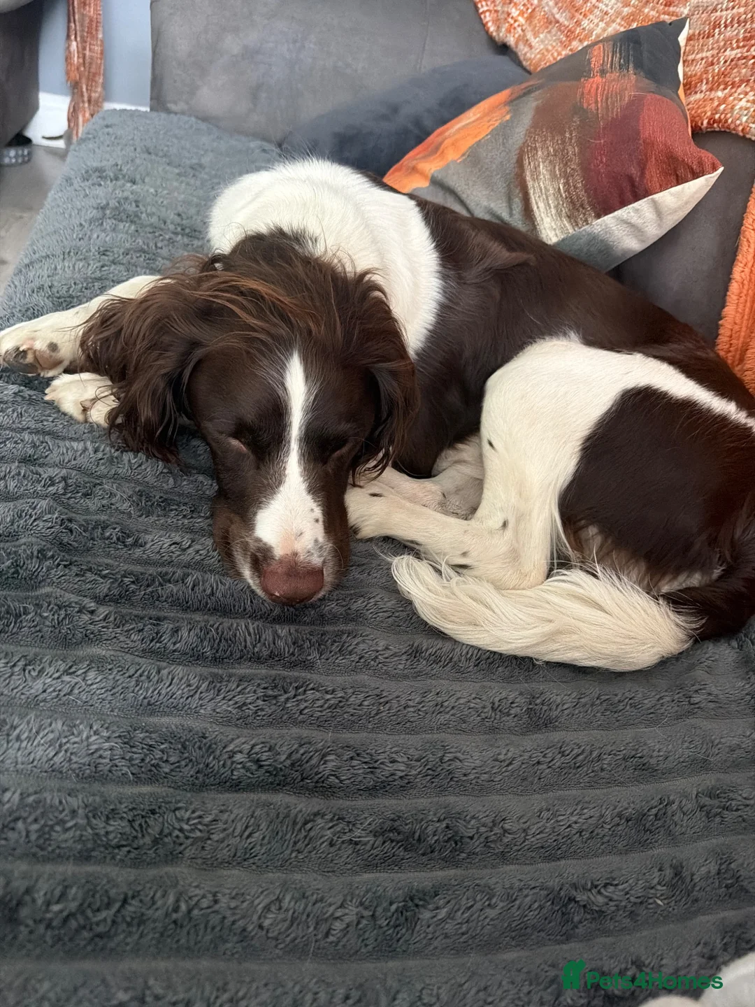 English Springer Spaniel dogs for sale: 18month old Springer Spaniel Male - Advert 2