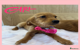 Golden Retriever dogs for sale: KC Dark Red Golden Retrievers 🧬 Clear Parents  - Image 6
