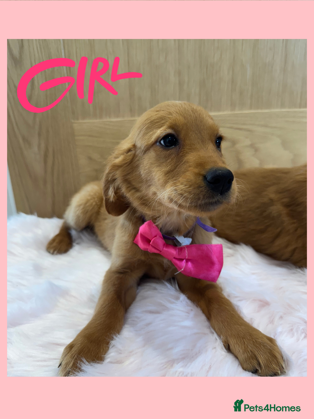 Golden Retriever dogs for sale: KC Dark Red Golden Retrievers 🧬 Clear Parents  - Image 6