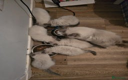 Ragdoll cats for sale: Ragdoll Kittens - Image 8