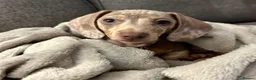 Miniature Dachshund dogs for sale: KC Isabella Dapple Miniature Dachshund - Advert 3