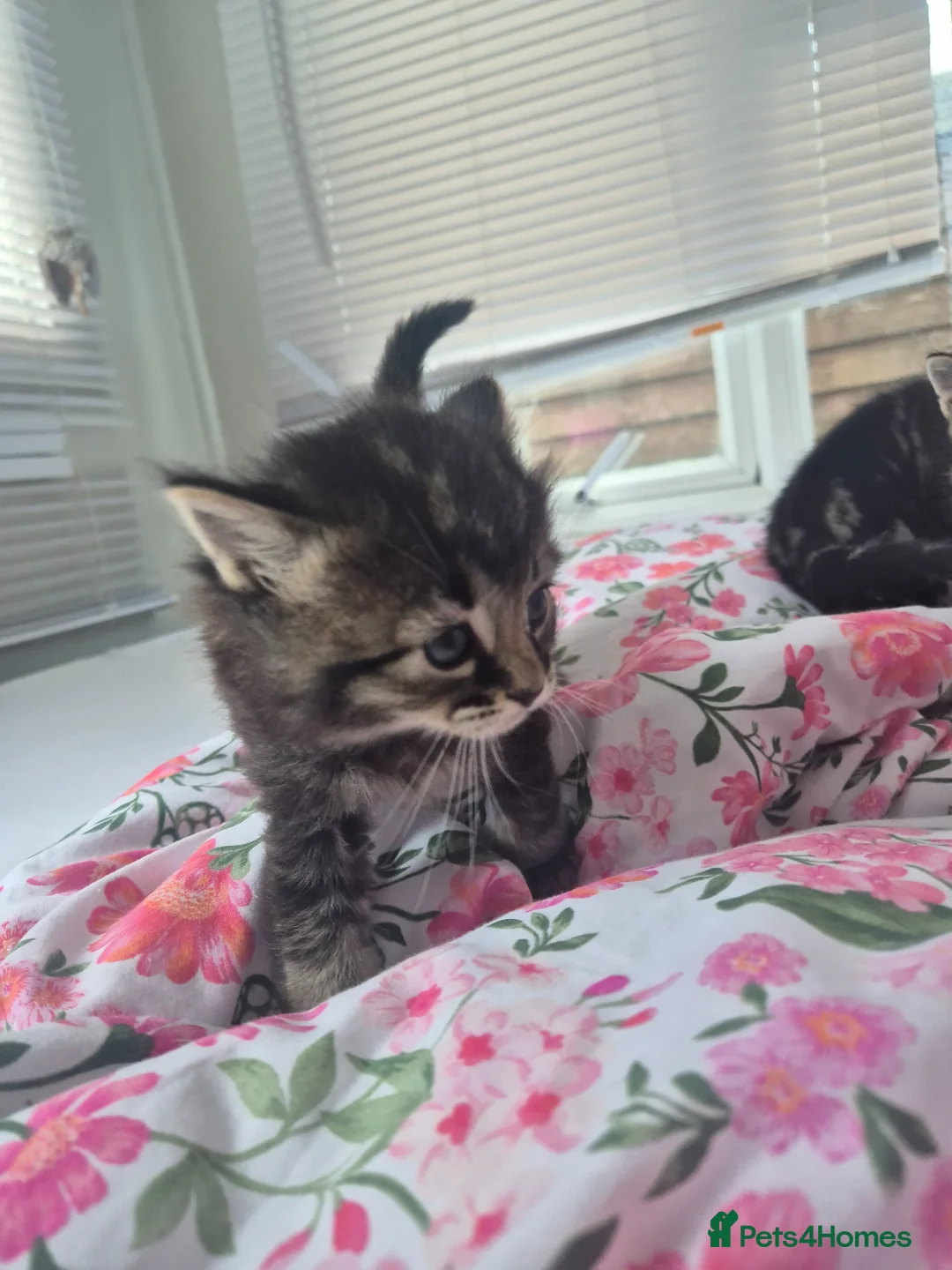 Mixed Breed cats for sale: 3 tabby kittens - Advert 5