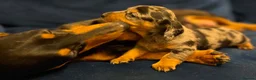 Miniature Dachshund dogs for sale: Miniature dachshund puppies in Matlock - Advert 5