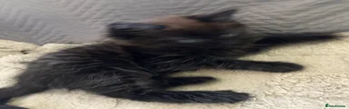 Mixed Breed Kitten 1