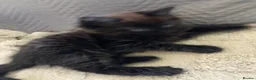 Mixed Breed cats for sale: Adorable kittens  - Advert 2