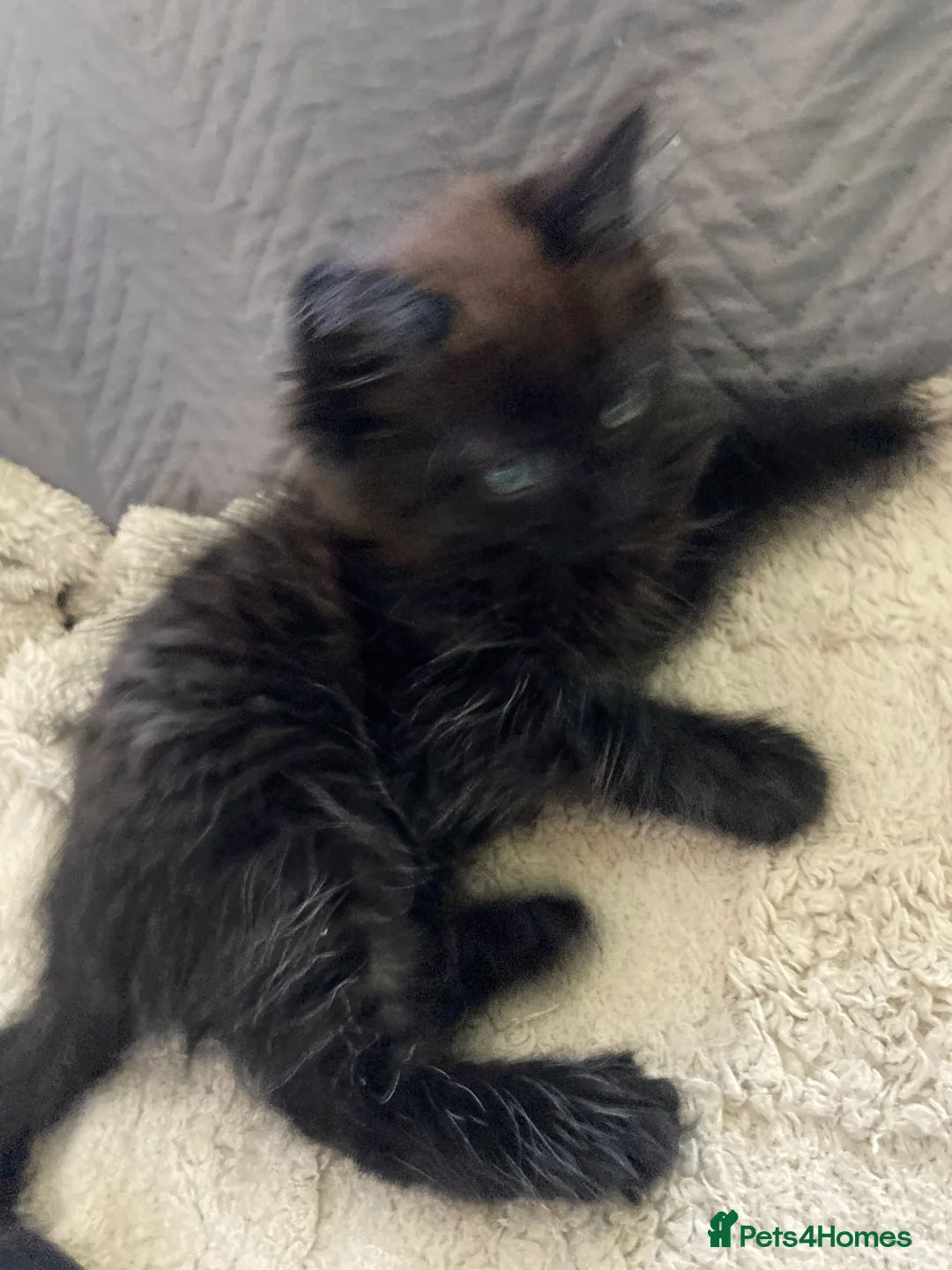 Mixed Breed cats for sale: Adorable kittens  - Advert 2