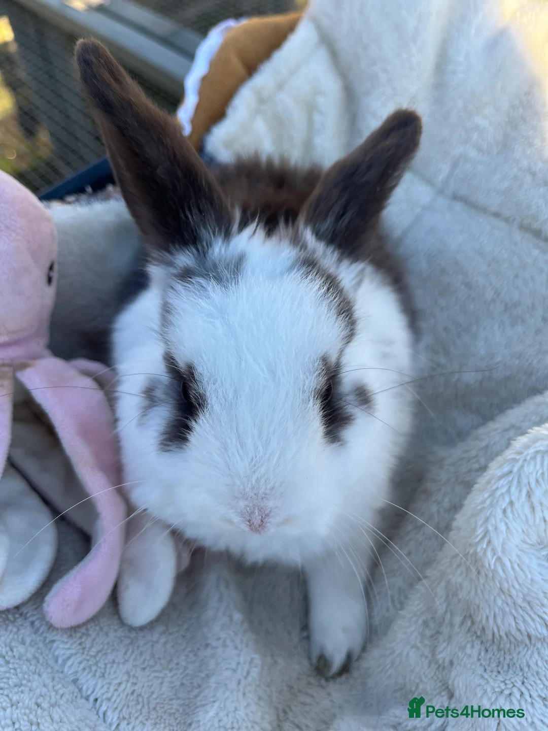 Mini Lop rabbits for sale: Gorgeous mini lops  - Advert 20