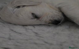 Golden Retriever dogs for sale: Gorgeous KC registered puppies for sale - Image 5