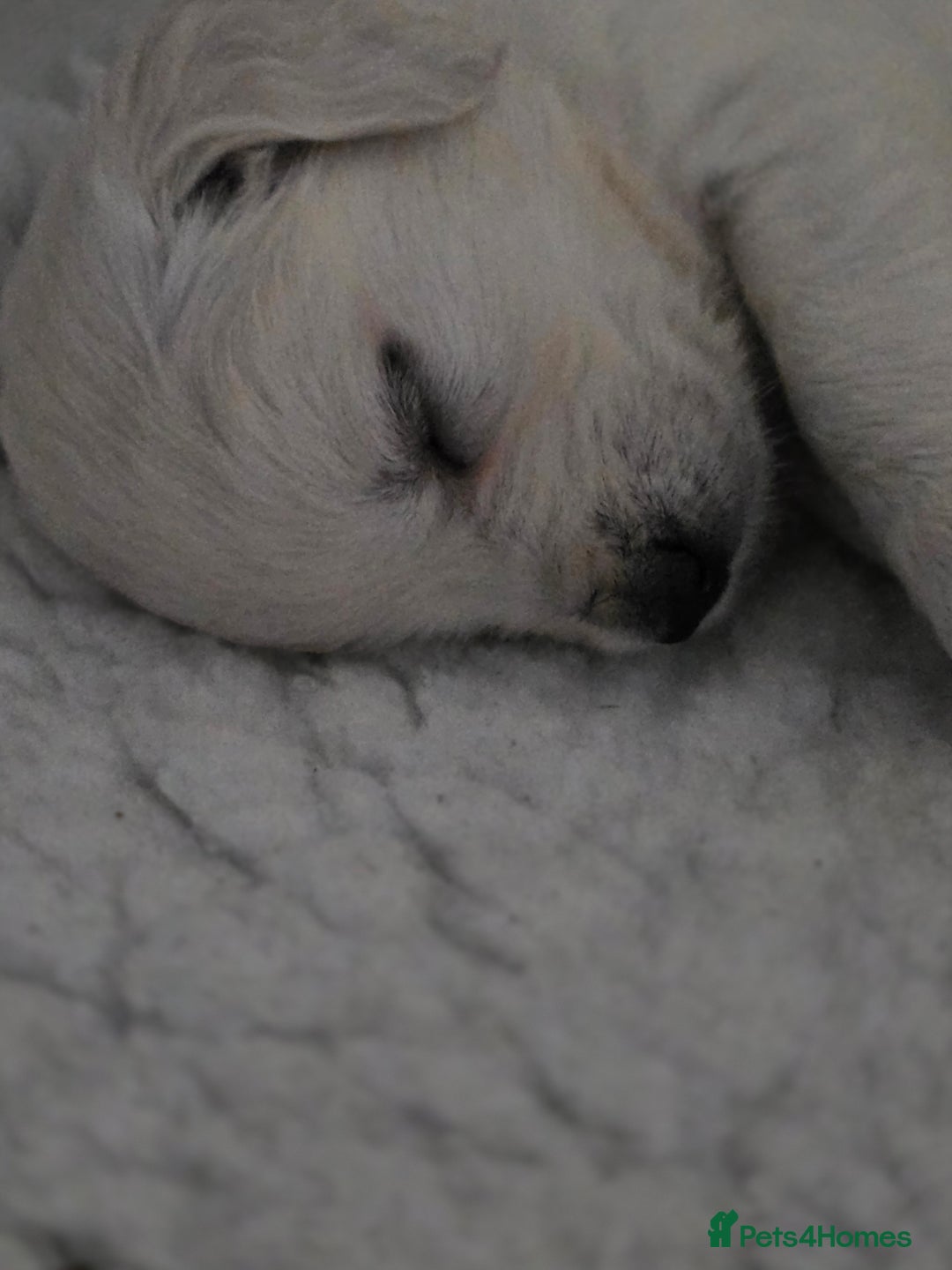 Golden Retriever dogs for sale: Gorgeous KC registered puppies for sale - Image 5