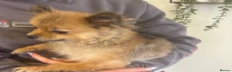 Pomeranian dogs for sale: Beautiful Adult Pomeranian Girl - Advert 4