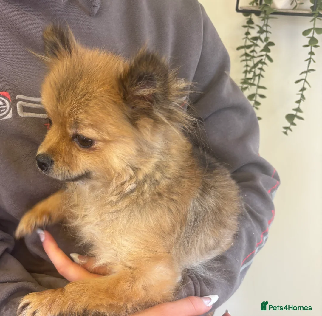 Pomeranian dogs for sale: Beautiful Adult Pomeranian Girl - Advert 4