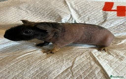 Guinea Pig rodents for sale: Skinny pig and smooth haired Guinea pigs - Image 5