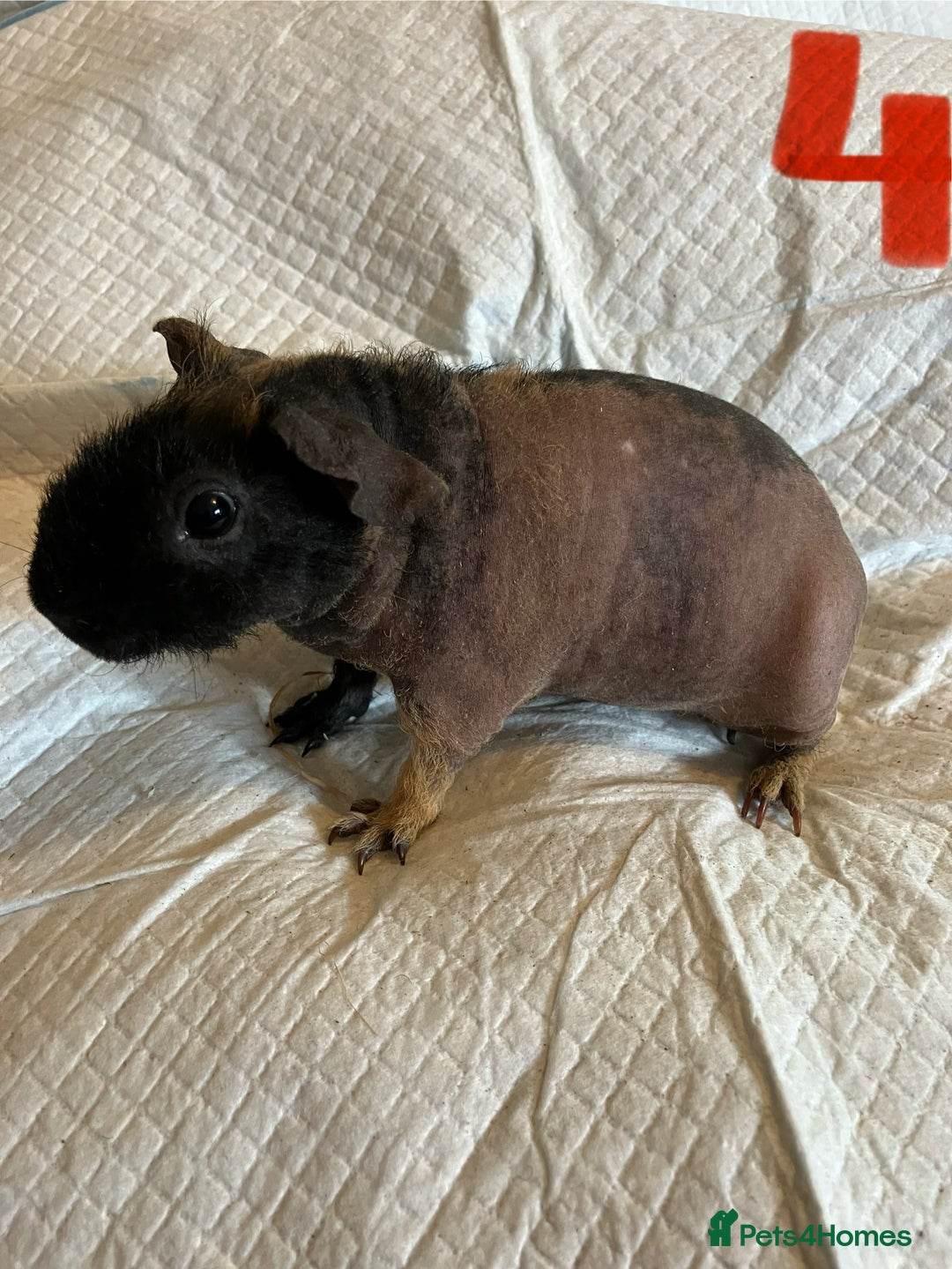 Guinea Pig rodents for sale: Skinny pig and smooth haired Guinea pigs - Image 5