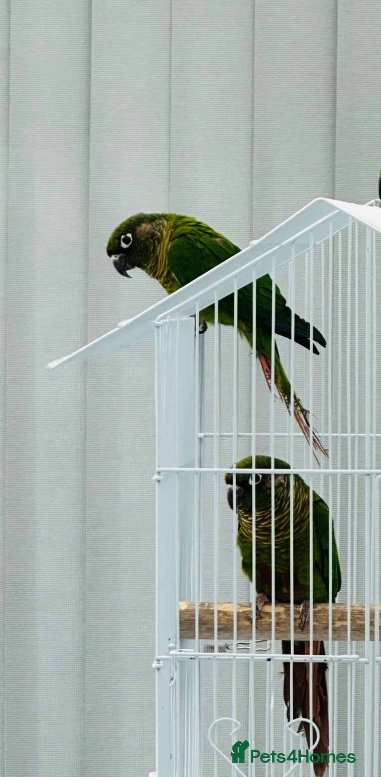 Lovebirds birds Bonding Pair Maroonbellied Conures  - Advert 9
