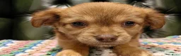 Chihuahua dogs for sale: Chihuahua Puppies for sale, Ready for loving homes - Advert 22